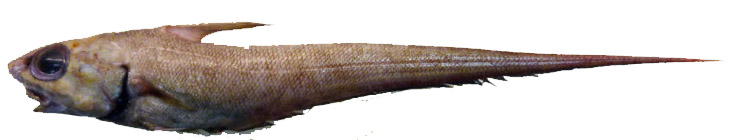 Coryphaenoides guentheri_002